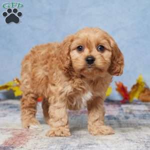 Bently, Cavapoo Puppy